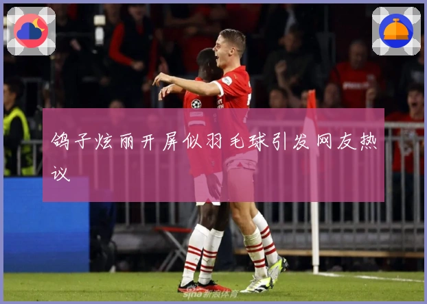 鸽子炫丽开屏似羽毛球引发网友热议